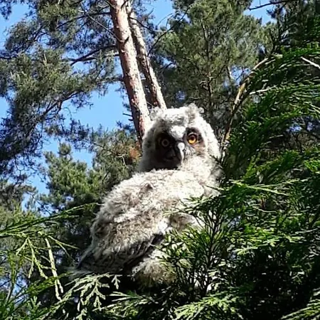 Reetdach 1300qm Privatgrundstueck Bootssteg Sauna Templin Luebbesee Uckermark Erholung Pur Seenplatte Дом отдыха *