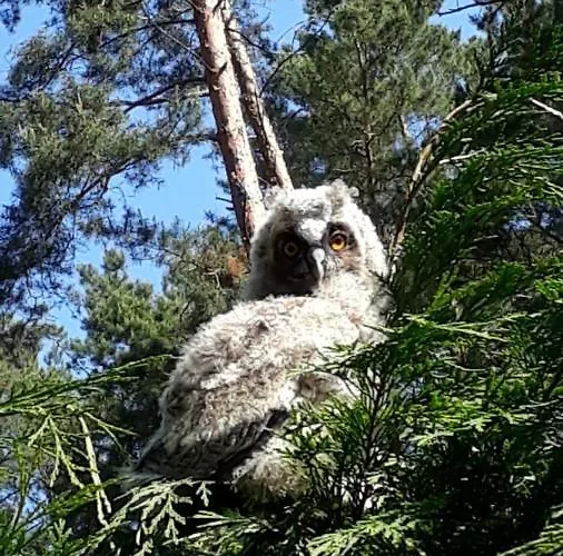 Reetdach 1300qm Privatgrundstück Bootssteg Sauna Templin Lübbesee Uckermark Erholung Pur Seenplatte Ferienhaus *